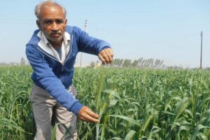 Old Wheat Varieties : गेहूं की पुरानी किस्में किसानों का बचा रही हैं पैसा
