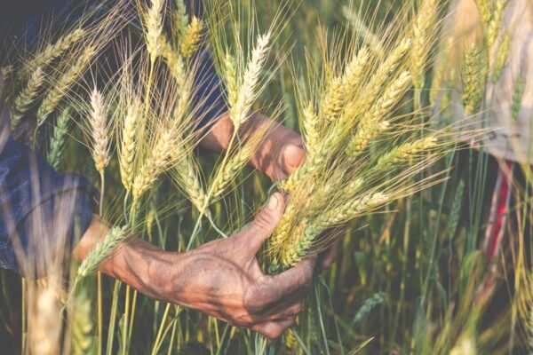 Potash in Wheat : गेहूं में पोटाश की उपयोगिता
