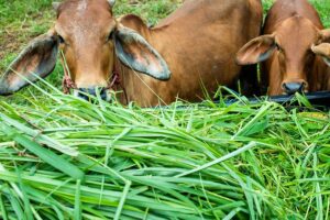 Green Fodder : हरे चारे की अधिकता के लिए उन्नत किस्में