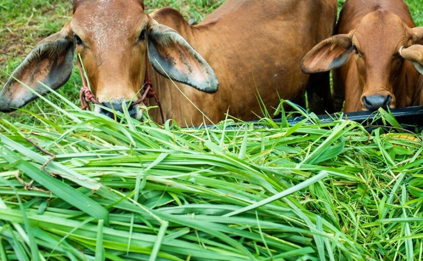 Green Fodder : हरे चारे की अधिकता के लिए उन्नत किस्में