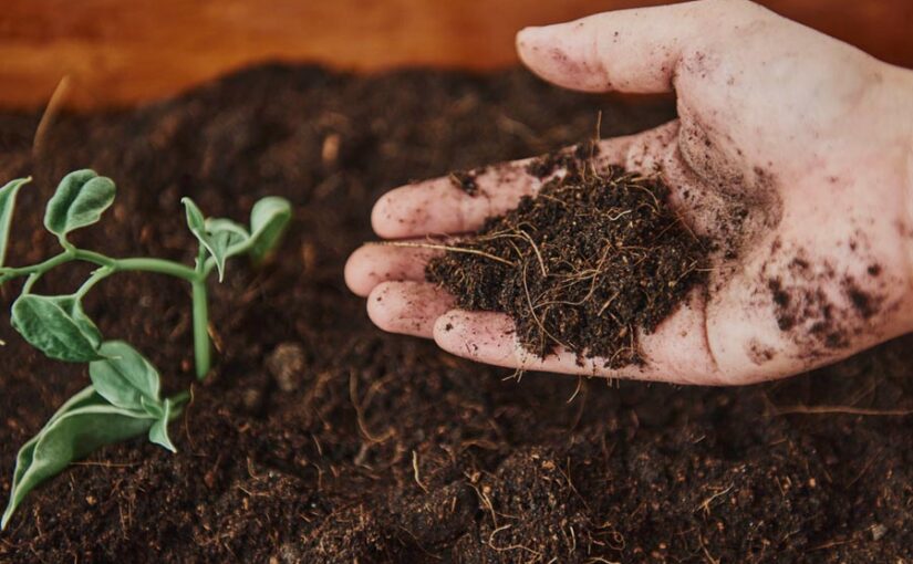 Organic Farming : जैविक खेती को नई उड़ान