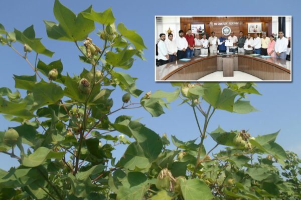 Cotton : देशी कपास के बाद अब अमेरिकन कपास में भी बीमारी