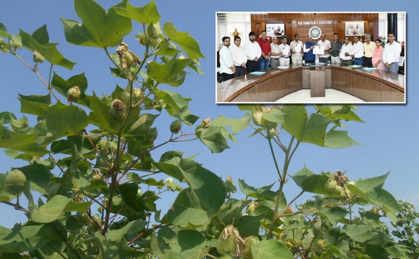 Cotton : देशी कपास के बाद अब अमेरिकन कपास में भी बीमारी