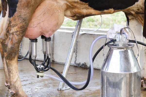 Milking Machine : मिल्किंग मशीन से गुणवत्तायुक्त दूध उत्पादन