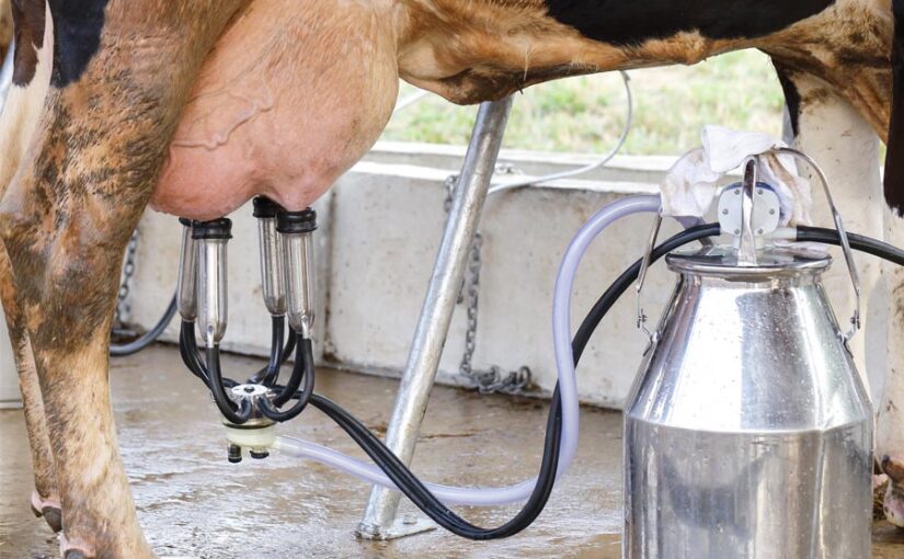 Milking Machine : मिल्किंग मशीन से गुणवत्तायुक्त दूध उत्पादन