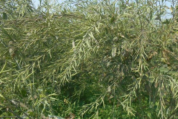Mustard production : मध्य प्रदेश में सरसों की बढ़ेगी पैदावार