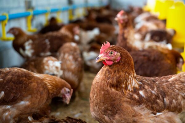 Poultry Farming
