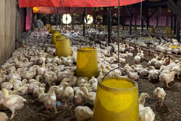 Poultry Farming : वैज्ञानिक तरीके से करें मुरगीपालन