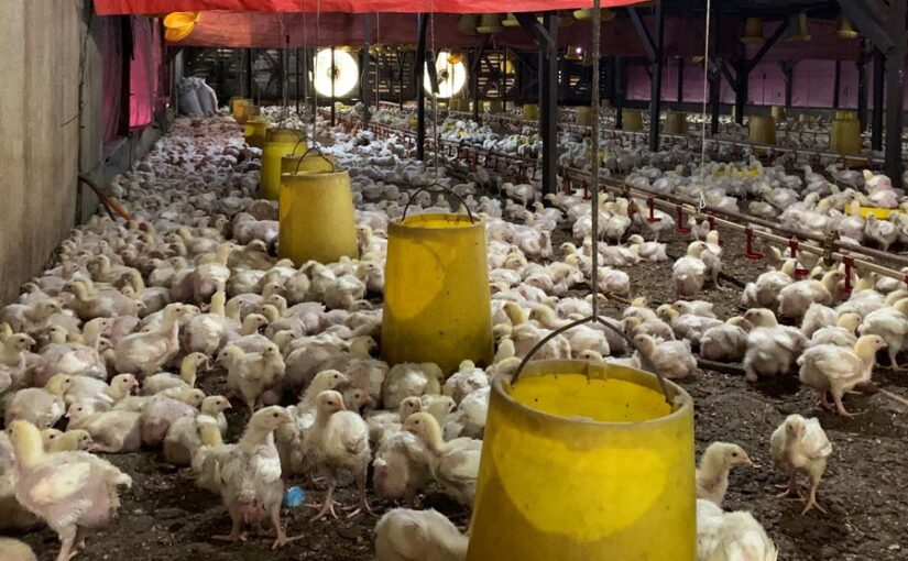 Poultry Farming : वैज्ञानिक तरीके से करें मुरगीपालन