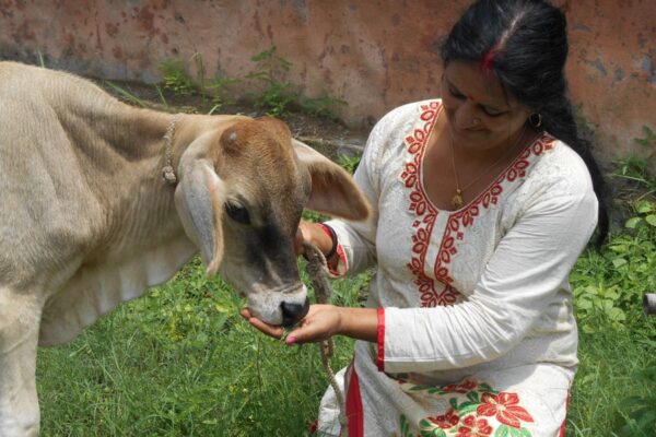 Home Remedies : पशुओं में घरेलू इलाज की अहमियत