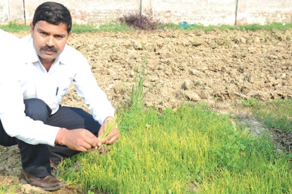 Onion : प्याज की व्यावसायिक खेती