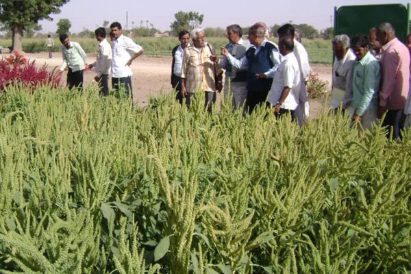 Rajgira : पौष्टिकता से दमदार राजगिरा