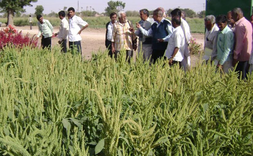 Rajgira : पौष्टिकता से दमदार राजगिरा