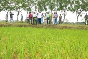 New Rice Varieties : बाढ़ और रोगों की चुनौती में खरी उतरीं नई धान किस्में