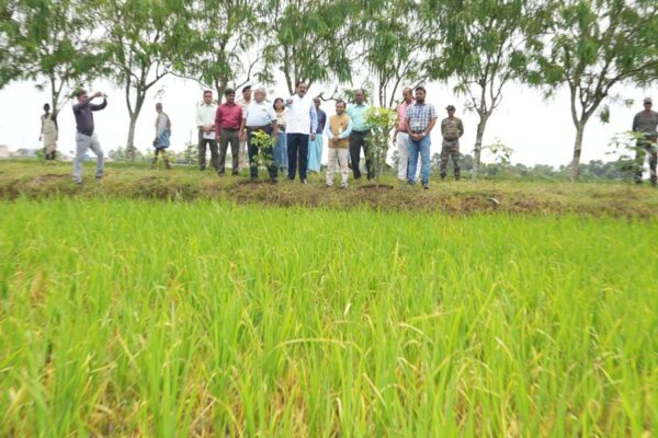 New Rice Varieties : बाढ़ और रोगों की चुनौती में खरी उतरीं नई धान किस्में