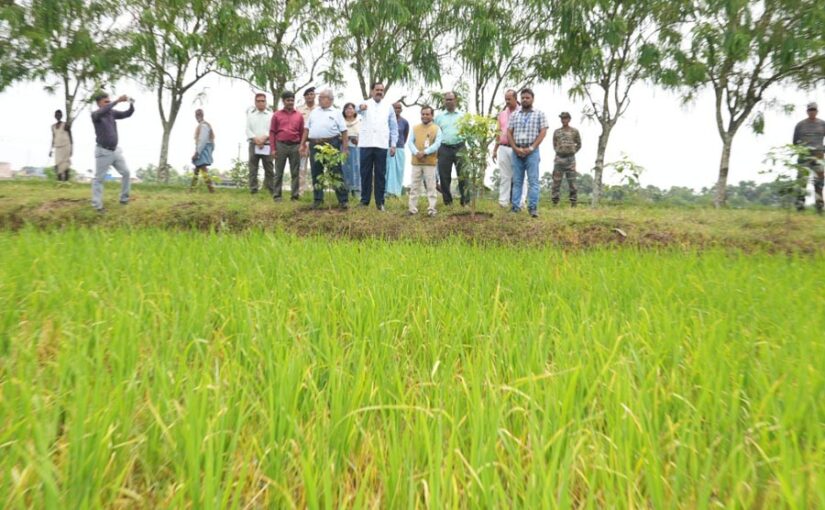 New Rice Varieties : बाढ़ और रोगों की चुनौती में खरी उतरीं नई धान किस्में