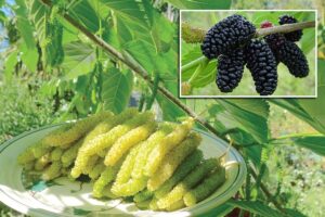 Mulberry : शहतूत एक फायदे अनेक