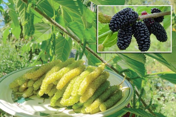 Mulberry : शहतूत एक फायदे अनेक