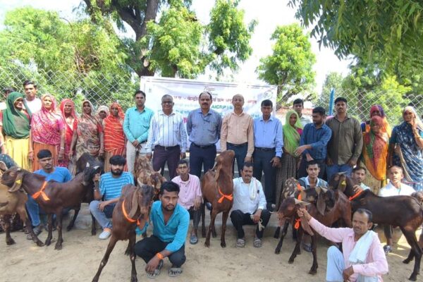 Sirohi Breed Goats : सिरोही नस्ल के बकरों का हुआ वितरण