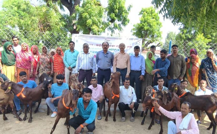Sirohi Breed Goats : सिरोही नस्ल के बकरों का हुआ वितरण