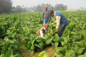 Tobacco : नकदी फसल तंबाकू की खेती