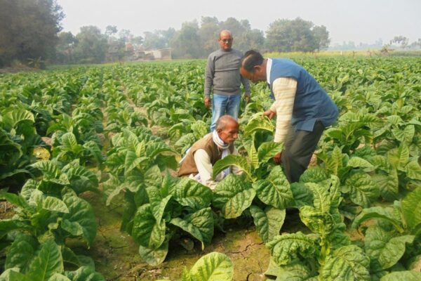 Tobacco : नकदी फसल तंबाकू की खेती