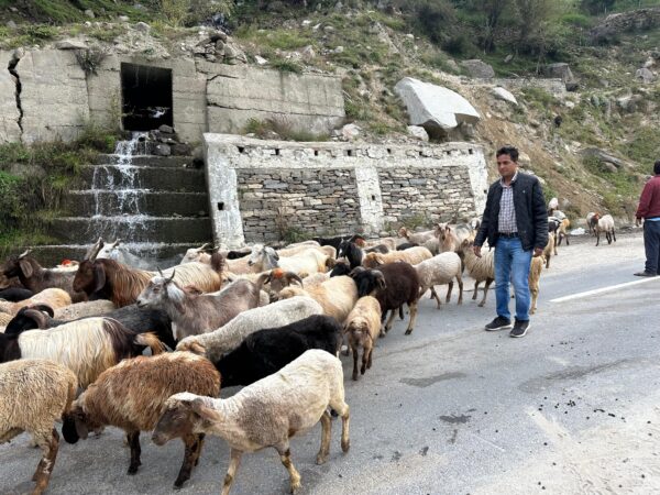 Gaddi Breed of Sheep : लुप्त हो रही नस्ल – मिलेगा संरक्षण