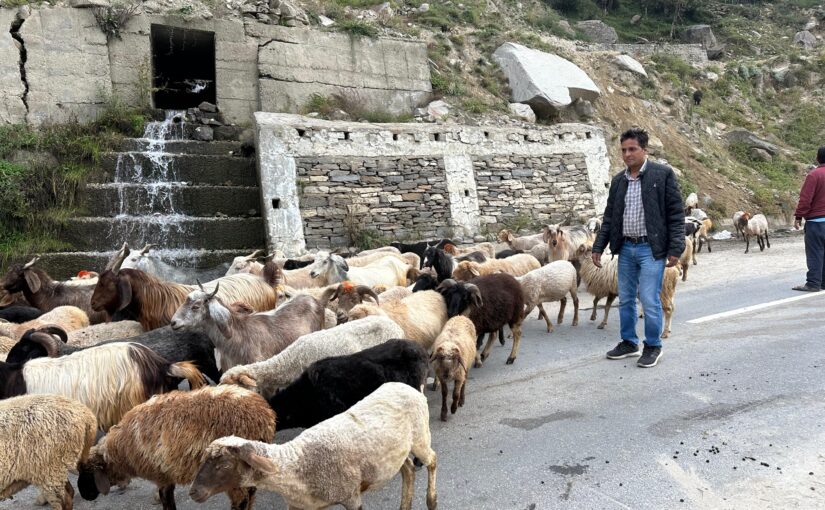 Gaddi Breed of Sheep : लुप्त हो रही नस्ल – मिलेगा संरक्षण