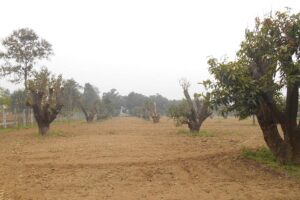 Gooseberry : आंवले के पुराने बगीचों का सुधार