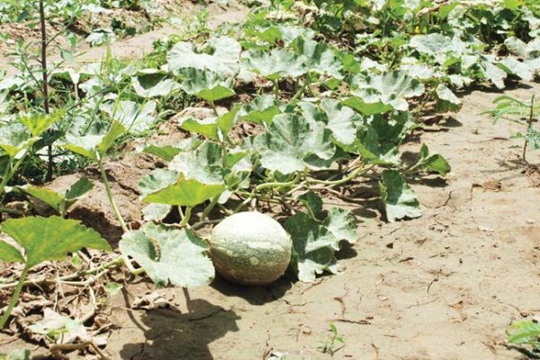 बेल वाली सब्जी फसल अगेती बोएं, ज्यादा फायदा लें