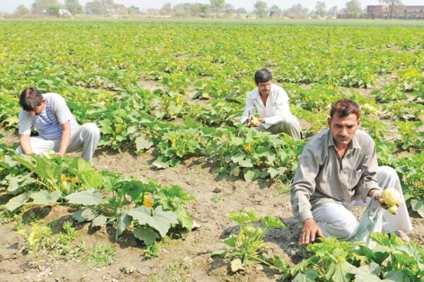 बेल वाली सब्जी 