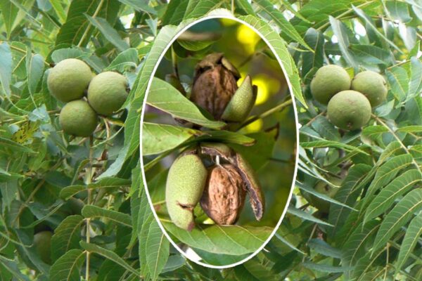 Walnut 