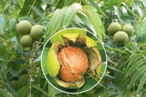 Walnut : भारत में अखरोट की बागबानी