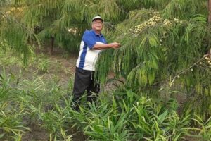 Gooseberry : आंवले के पुराने बगीचों का सुधार