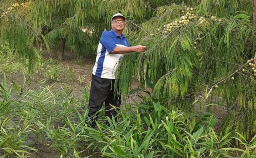 Gooseberry : आंवले के पुराने बगीचों का सुधार