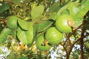 Guava : अमरूद की खेती से ज्यादा मुनाफा कैसे कमाएं