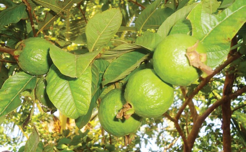 Guava : अमरूद की खेती से ज्यादा मुनाफा कैसे कमाएं
