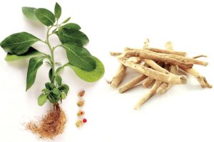Ashwagandha : अश्वगंधा की उन्नत खेती