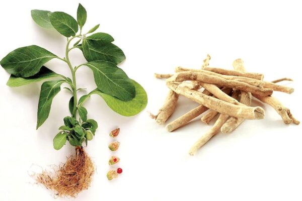Ashwagandha : अश्वगंधा की उन्नत खेती