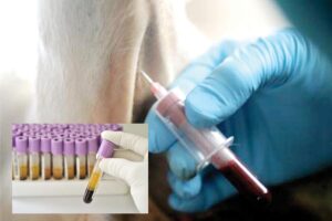 Veterinary Pathology : वेटनरी पैथोलौजी बचाए मवेशियों की जान