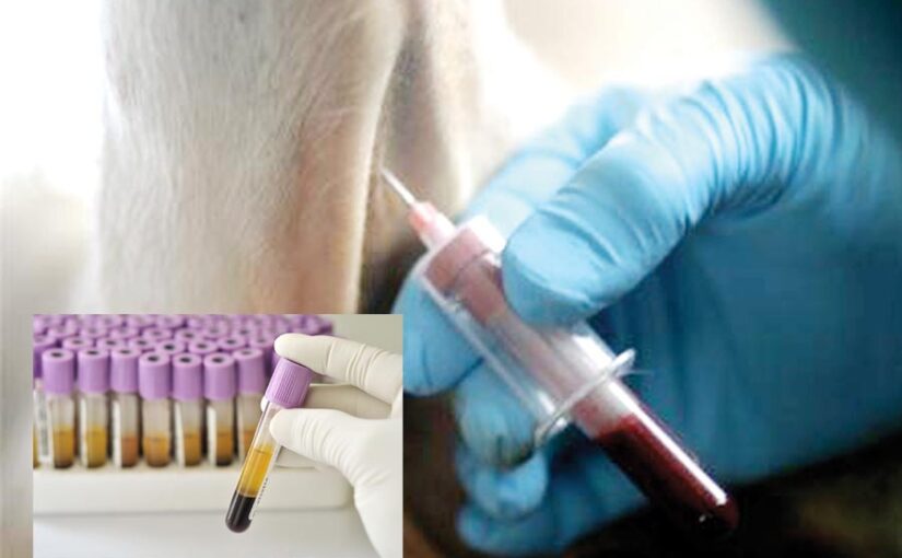 Veterinary Pathology : वेटनरी पैथोलौजी बचाए मवेशियों की जान