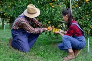 Horticulture Crops : बागबानी फसलें किसानों को दे रही हैं लाभ