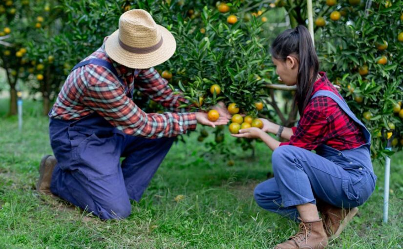 Horticulture Crops : बागबानी फसलें किसानों को दे रही हैं लाभ