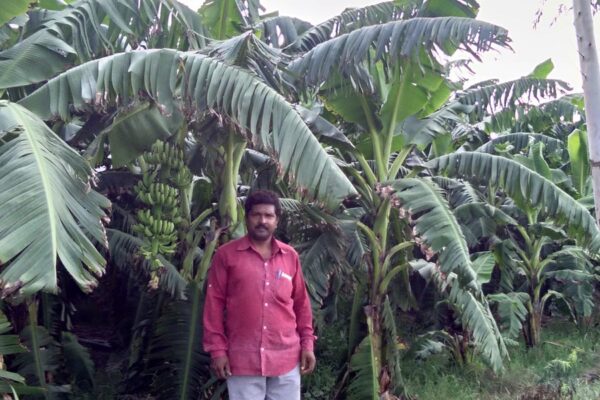 Horticulture Crops