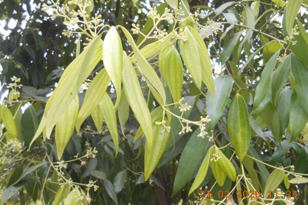 Horticulture Crops