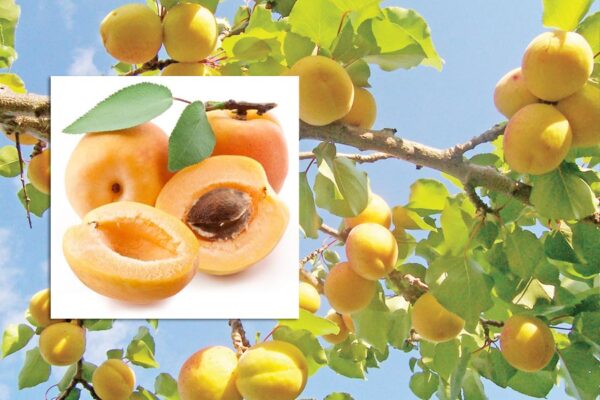 Apricot : भारत में खुबानी की बागबानी