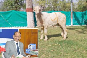 Sheep : भेड़ों की होगी प्रतियोगिता
