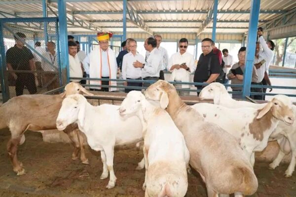 Livestock