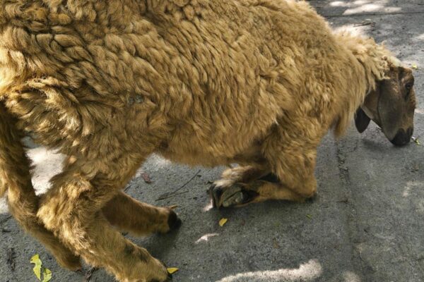 Foot Rot : भेड़बकरियों में फैल रही पैर सड़न बीमारी