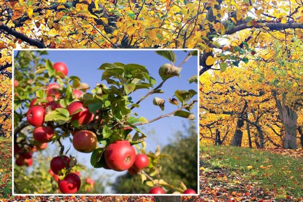 Apple Trees : हिमाचल में बूढ़े हुए सेब के पेड़